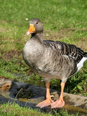 Portrait of geylag goose in the sun on green grass. Anser anser isolated bird in france, european waterfowl
