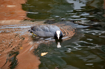 Blässhuhn schwimmt in Ufernähe