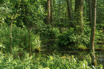 shady swamp, forested wetland with ferns