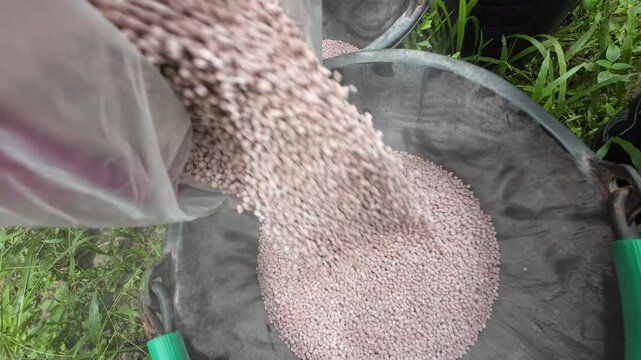 Garden workers fertilize palm oil