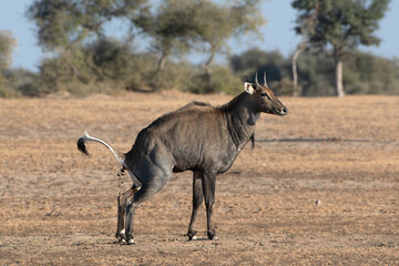 nilgai (Boselaphus tragocamelus) at Jorbeer carcass dump in Rajasthan, India