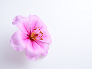 Obraz premium pink flower isolated on white background