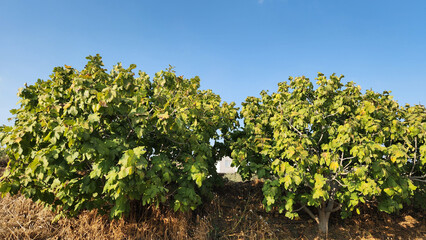 Fig (Ficus carica) trees in a garden in autumn