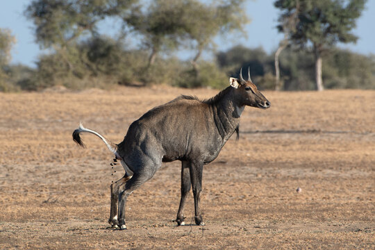 nilgai (Boselaphus tragocamelus) at Jorbeer carcass dump in Rajasthan, India