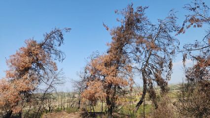 Several red pine (Pinus bruita) trees after a forest fire in a extreme hot and dry summer 