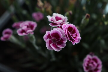 Close-up of Pink and White Carnations in Bloom
