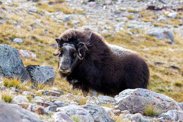 Musk ox, Ovibos moschatus, in the mountainside tundra of Geologfjord, in Northeast Greenland National Park. A herbivore that feeds on the grass, moss and lichens of their habitat. © Rixie
