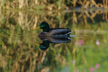 오리와 수면 반영