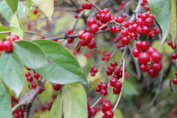 red berries on a branch