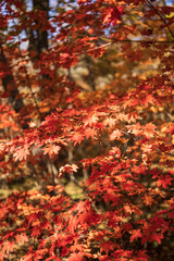 Red maple leaves in the autumn forest