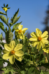 Yellow dahlia flowers on a blue sky background