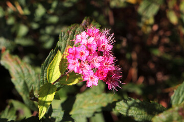 Japanese spirea.
Decorative shrub.
A species of deciduous ornamental shrubs of the Rosaceae family. Japanese spirea has simple leaves on sinewy, freely branching, erect stems.