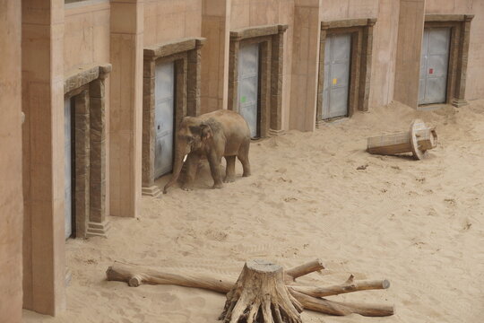 Słoń indyjski. Zoo Ł&oacute;dź. Orientarium.