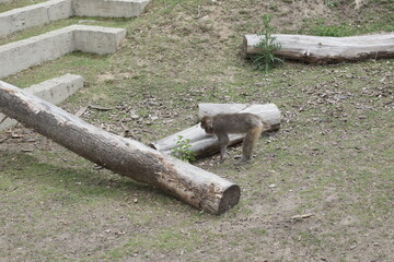 Makak japoński. Zoo Łódź. Orientarium. © Rafa