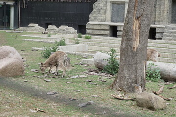 Koziorożec syberyjski. Zoo Łódź. Orientarium. © Rafa
