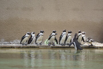 Pingwin przylądkowy. Zoo Łódź. Orientarium. © Rafa