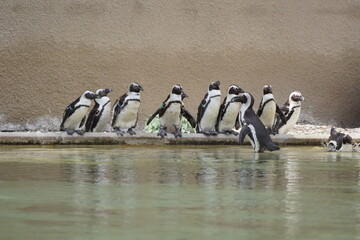 Pingwiny. Zoo w Łodzi. © Rafa