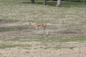 Garna. Antylopa indyjska. Zoo Łódź. Orientarium. © Rafa
