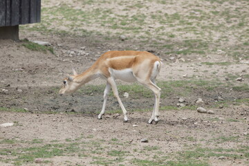 Garna. Antylopa indyjska. Zoo Łódź. Orientarium. © Rafa