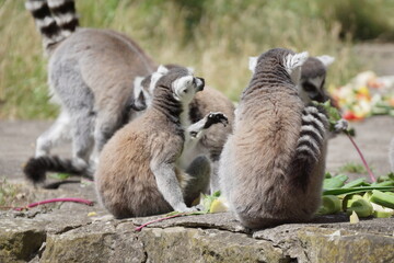 Lemur katta. Zwierzęta, ssaki. Zoo Łódź. Orientarium.