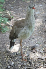 Naklejka premium Ptak. Kariama. Zoo Łódź. Orientarium.