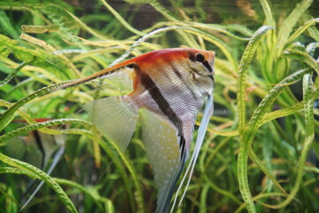 Ryby. Skalar. Zoo Łódź. Orientarium. © Rafa