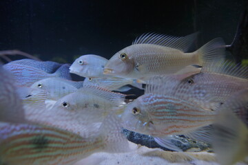 Ryby. Pielęgnice. Zoo Łódź. Orientarium. © Rafa