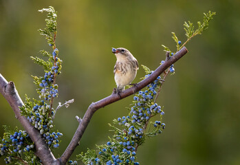 warbler eating a blue cedar berry