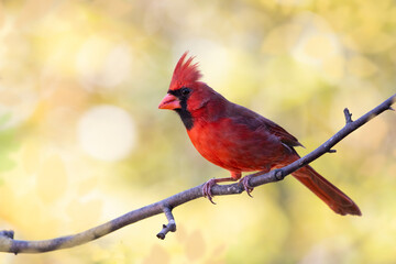 male cardinal with golden background