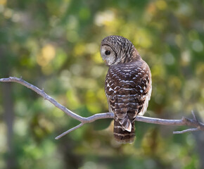 barred owl sitting on perch