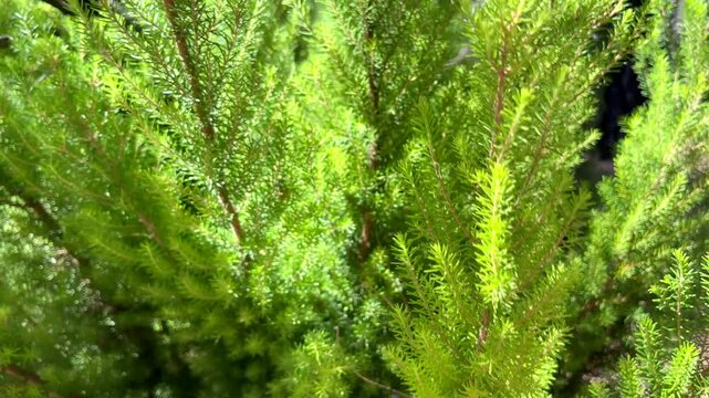 Erica arborea or Brezo blanco, Tree heather evergreen shrub plant close up in the forest of Tenerife,Canary Islands,Spain,4K