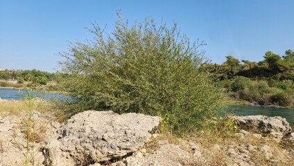 A white willow seedlings growing on the Seyhan river bank
