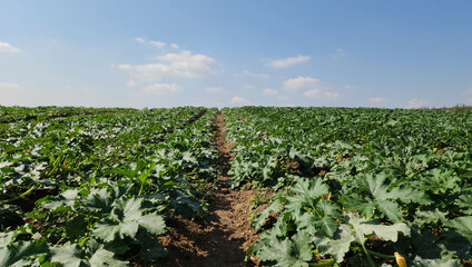 Zucchinis grown as a second crop in a field as a green and agricultural background