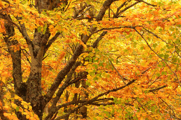 Golden Canopy of Autumn