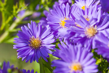 Blüten der Herbstaster 