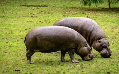 Pygmy hippos on the pasture