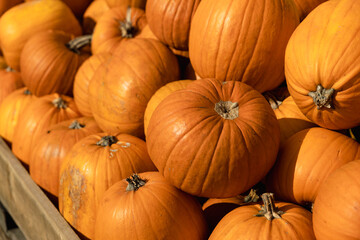 Different colored pumpkins in wooden boxes at farmers market. Autumn Halloween