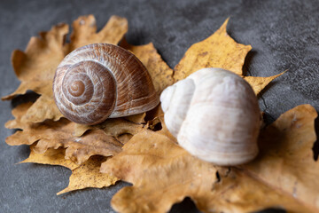 Weinbergschneckenhäuser auf Herbstlaub mit grauem Hintergrund 