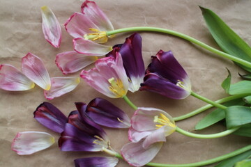 pink tulips