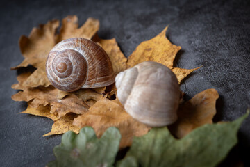 Weinbergschneckenh&auml;user auf Herbstlaub mit grauem Hintergrund 