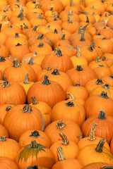 Pumpkins background