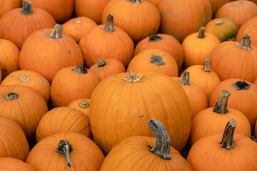 Pumpkins background