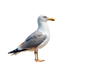 seagull bird isolated on white background transparent PNG and copy space