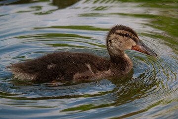 Duckling In Water 