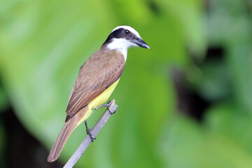 Great Kiskadee (Pitangus sulphuratus) perched on a log