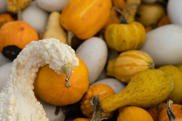Pumpkins background. Colorful background of pumpkins of various sizes, top view