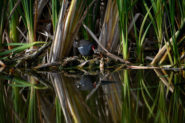 Common moor hen