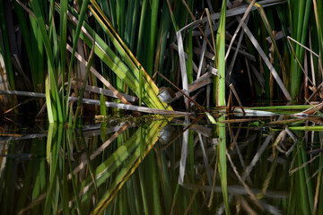 African marsh warbler 