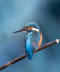 kingfisher on branch
