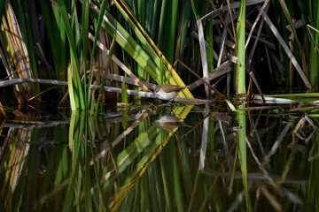 African marsh warbler 